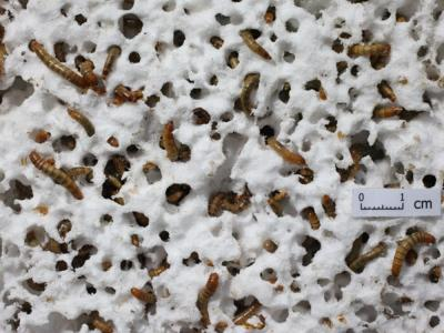 bpagricolas's tweet photo. Un gusano que se alimenta de plástico no biodegradable https://t.co/GrjbNT9U8S #agriculturaconsciente https://t.co/PzAj5g5TFx