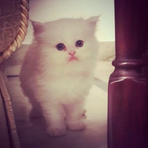 spopalzai's tweet photo. #ThrowbackKitten https://t.co/pcMpFdvM6e