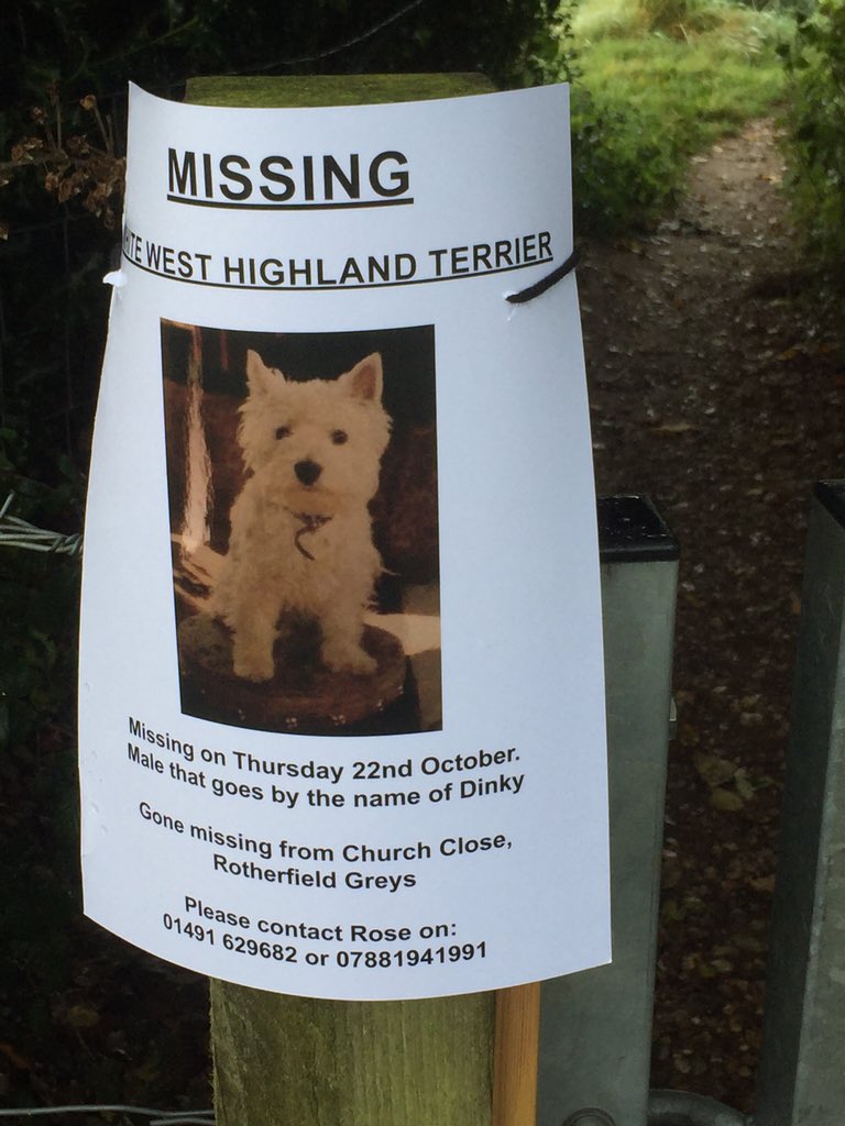 HenleyPhotos's tweet photo. Lost dog rotherfield greys "dinky" please retweet #henley https://t.co/8P3HxAUOzI