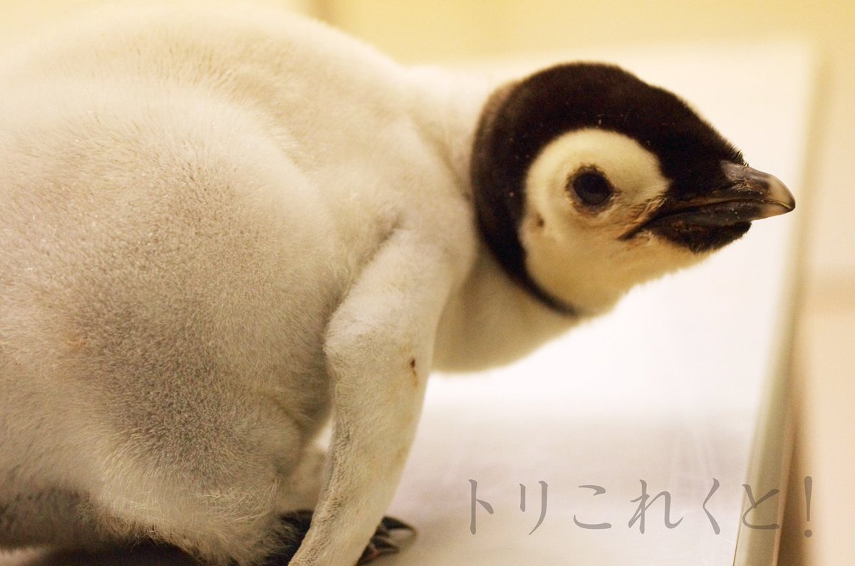 トリこれくと 今年も和歌山アドベンチャーワールドで皇帝ペンギンのヒナが誕生したそうです ヒナの画像 がたまに流れてきて羨ましいので12年の11月に行った時の写真を蔵出し 和歌山行きたい 皇帝ペンギン エンペラーペンギン T Co 2gsbke1yvh