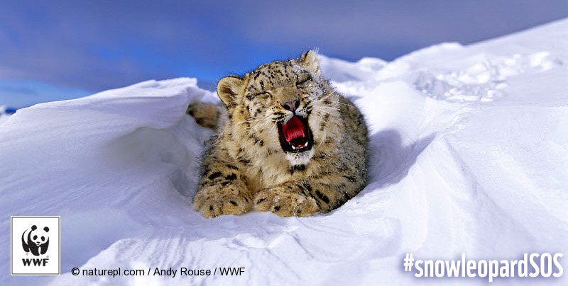 WWFCanada tweet picture