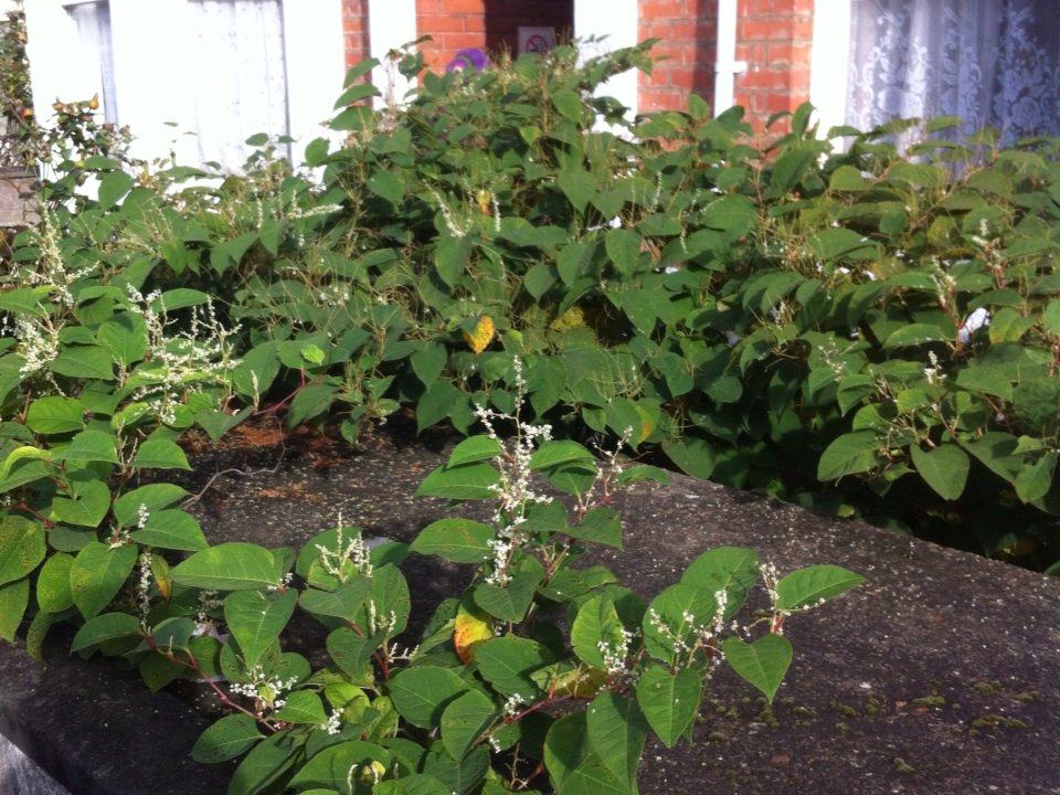 Dan_Filson's tweet image. A plentiful abundance of Japanese Knotweed - residents possibly in blissful ignorance of what it does!