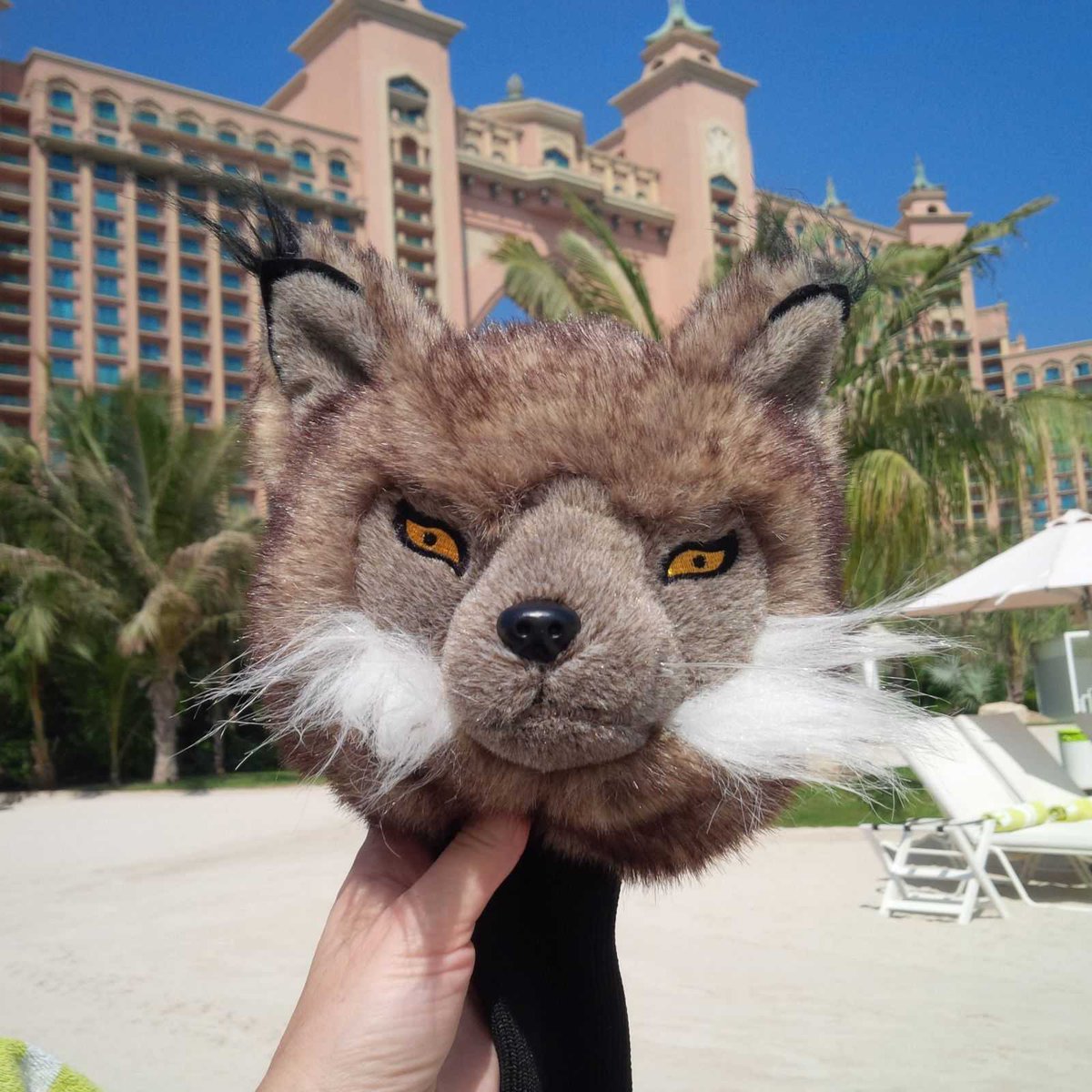 LynxGolfGlobal's tweet photo. Here's Larry the Lynx, RT and follow us on Instagram lynxgolfuk - share your images of Lynx products where you are! https://t.co/oCXdkYQvxU