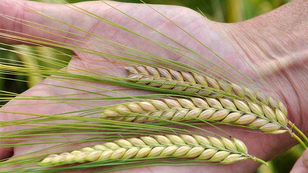 AgriTrend's tweet photo. Barley grain skinning ratings on the horizon? https://t.co/hyP6u6F9F8 by @FGInsight #Farm 365 #crop15 https://t.co/waWI0hYFKR