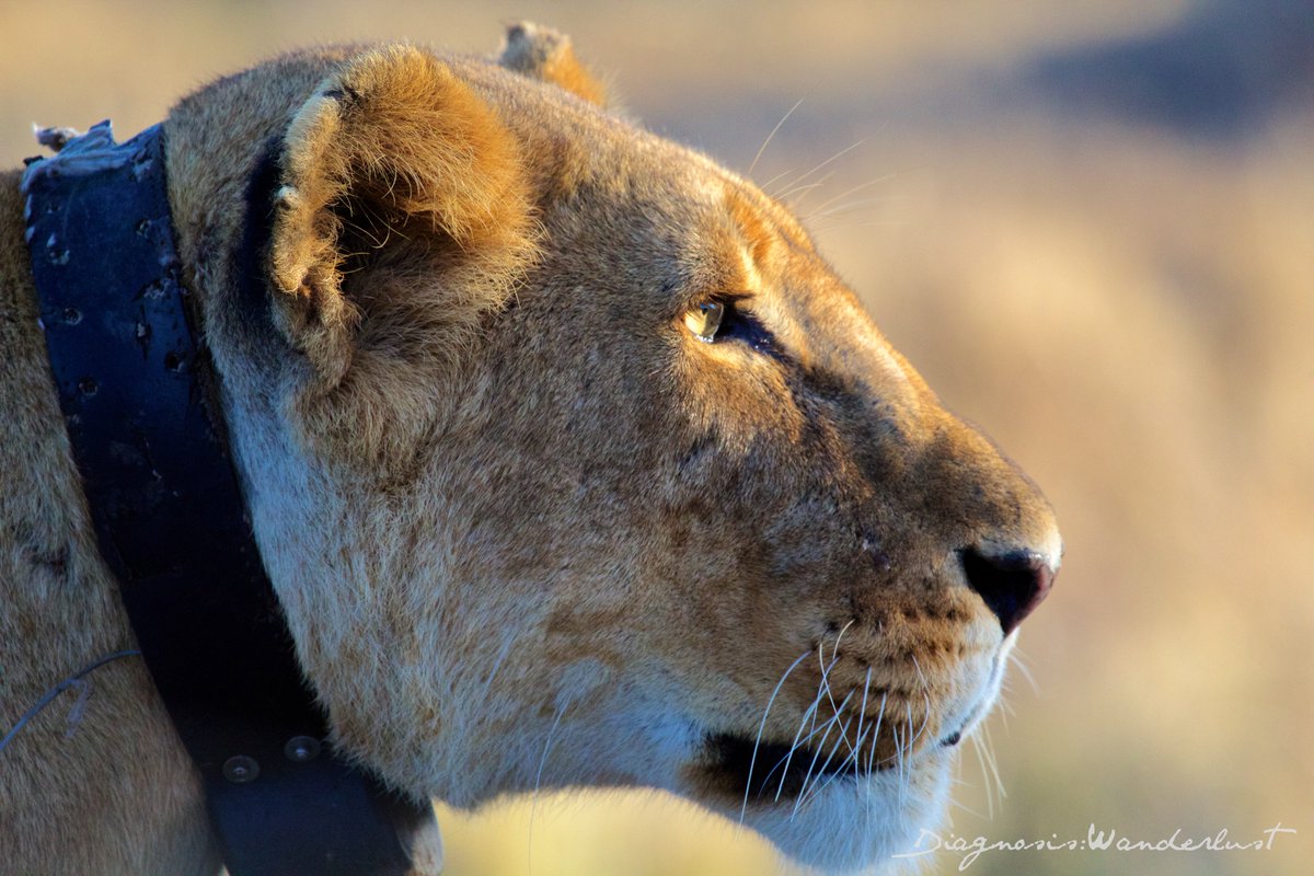 The Huntress #photooftheday diagnosiswanderlust.com/category/photo…