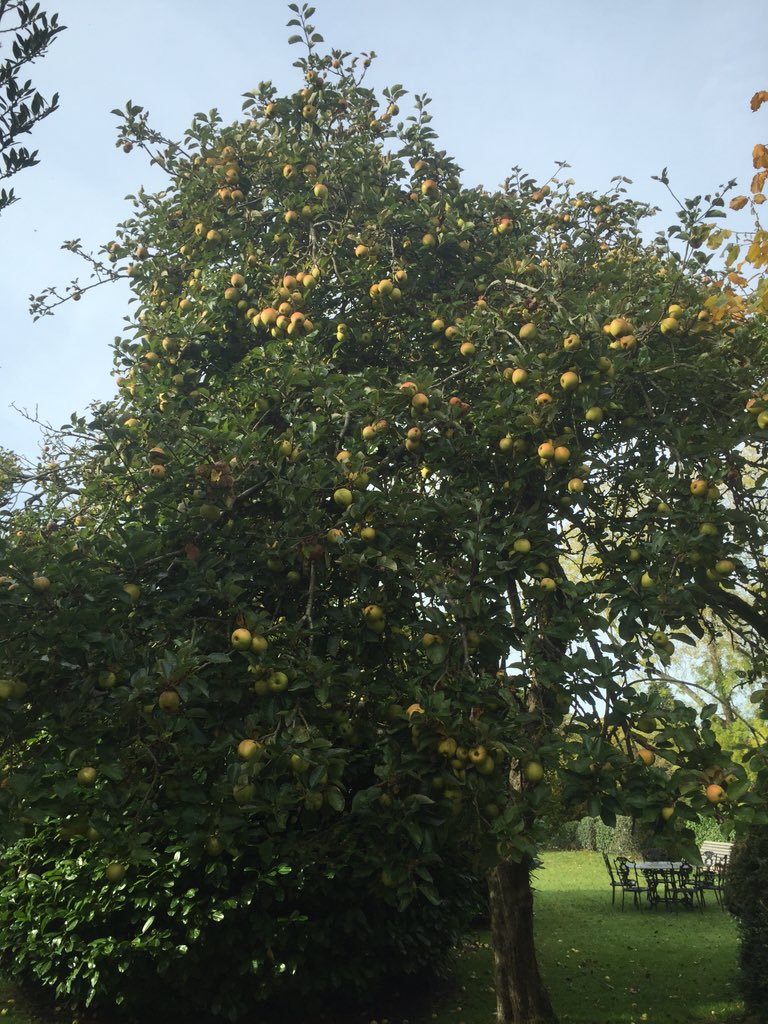 tuttsclumpcider's tweet photo. A lovely afternoon to do some solitary apple picking in Hampstead Norreys 😉 #russetts https://t.co/IeVAb4jOL9