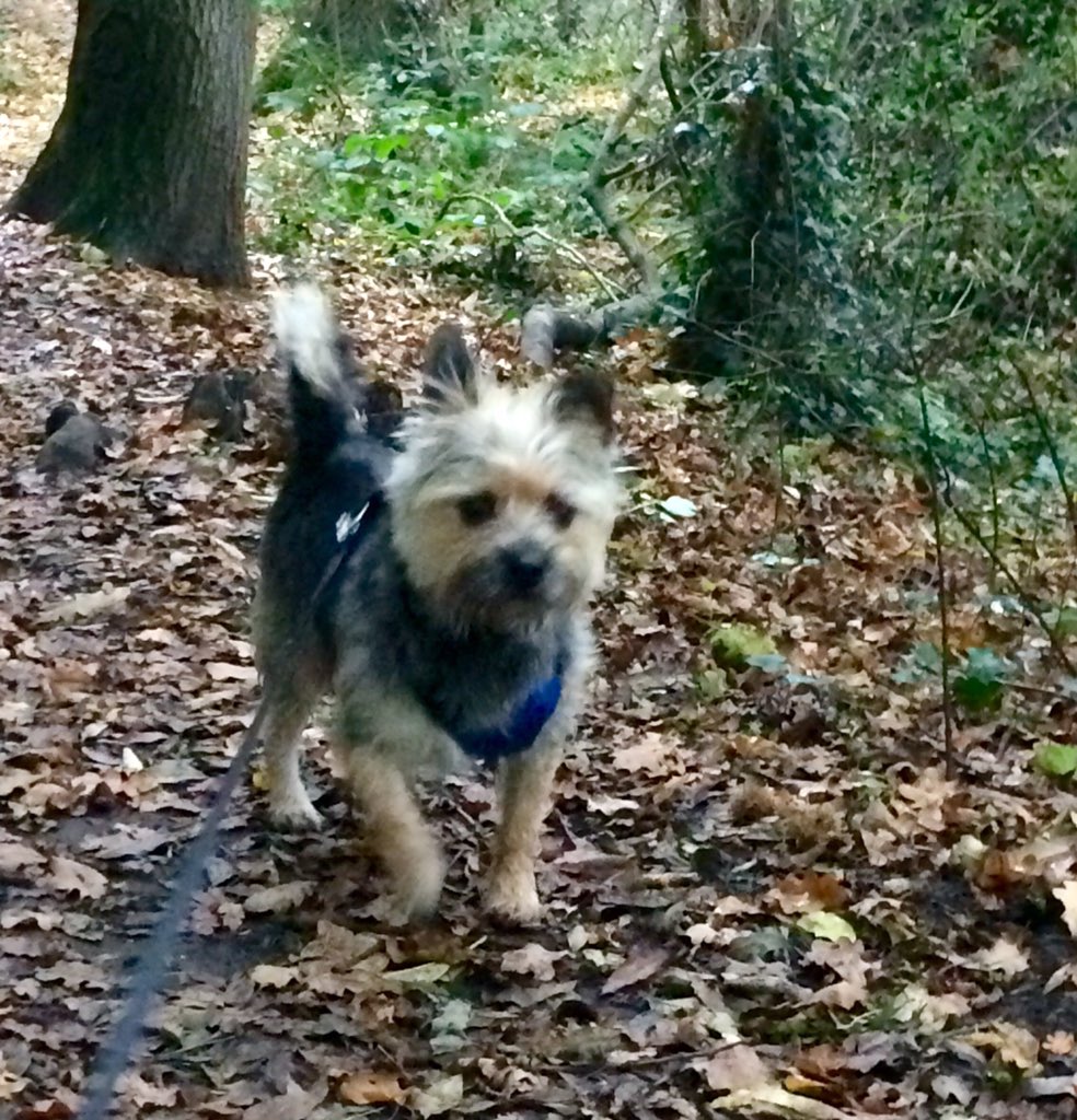 Pre hair cut when I went to the woods