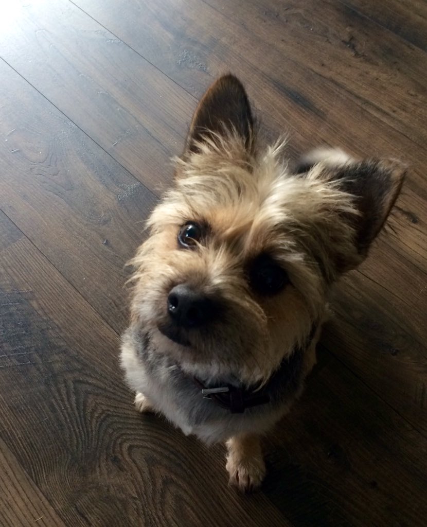 Check me out! Been to the groomers for a pamper and hair cut!