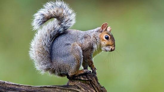 BirdLife International tweet media