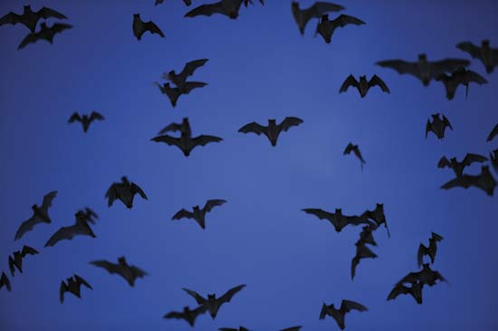 Britannica's tweet photo. Just in time for #BatWeek & #Halloween, here are 5 #surprisingfacts about #bats. #EBList https://t.co/9dpeOTcR5r https://t.co/WWXqPj2MGy
