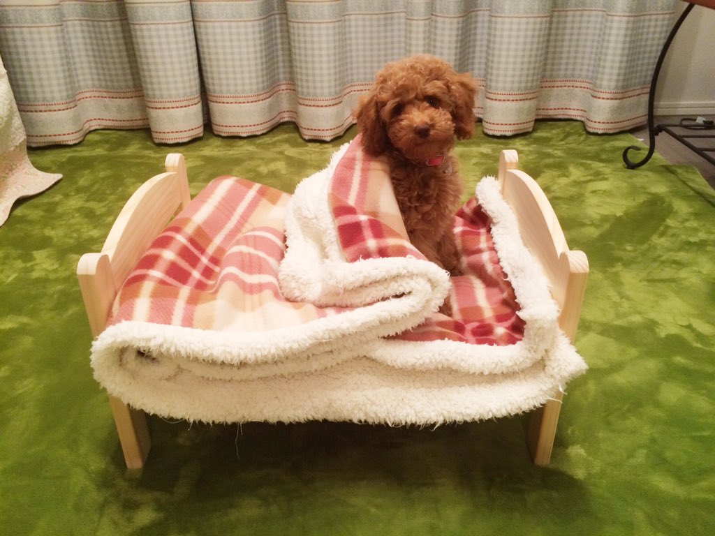 トイプードル エト A Twitter ついに これを買ってしまった Ikeaの人形用ベッド トイプードル 犬好き 可愛いと思ったらrt 犬好きさんと繋がりたい T Co Pqwv4wzbxm