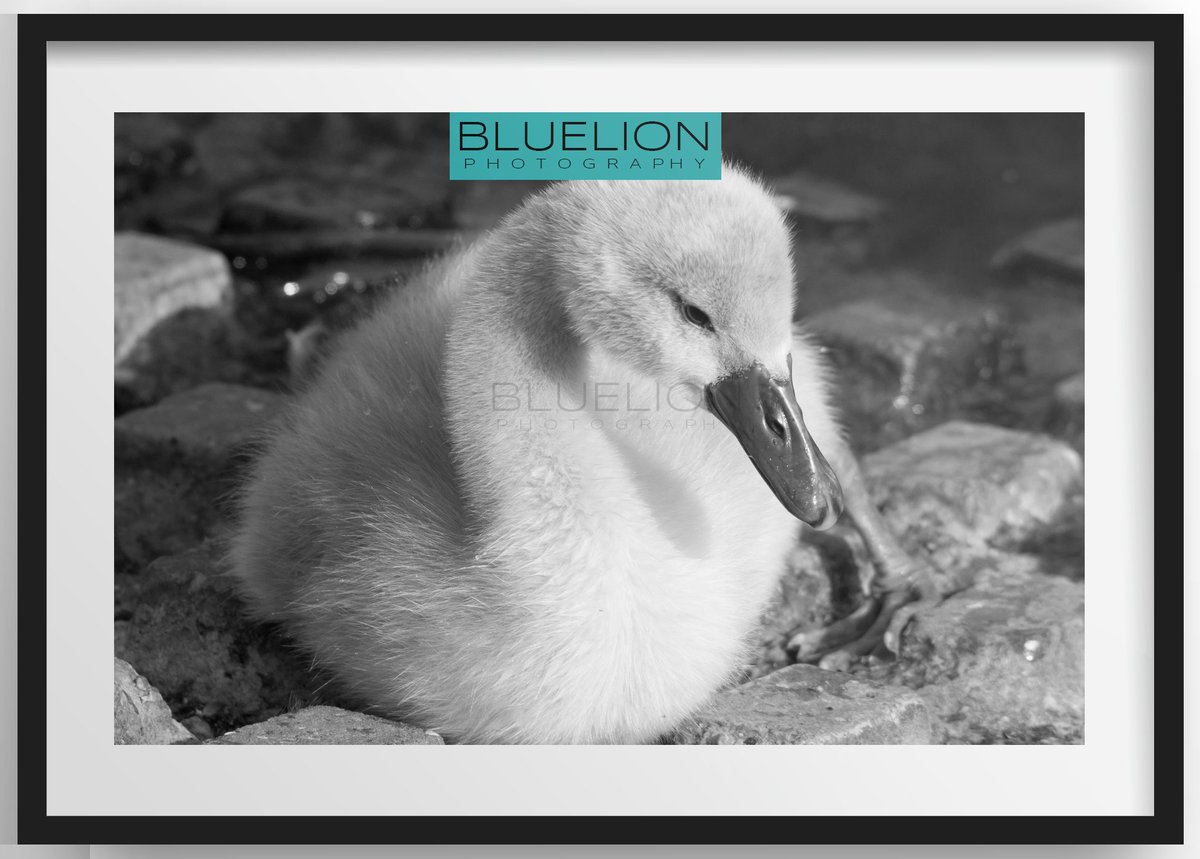 bluelion tweet media