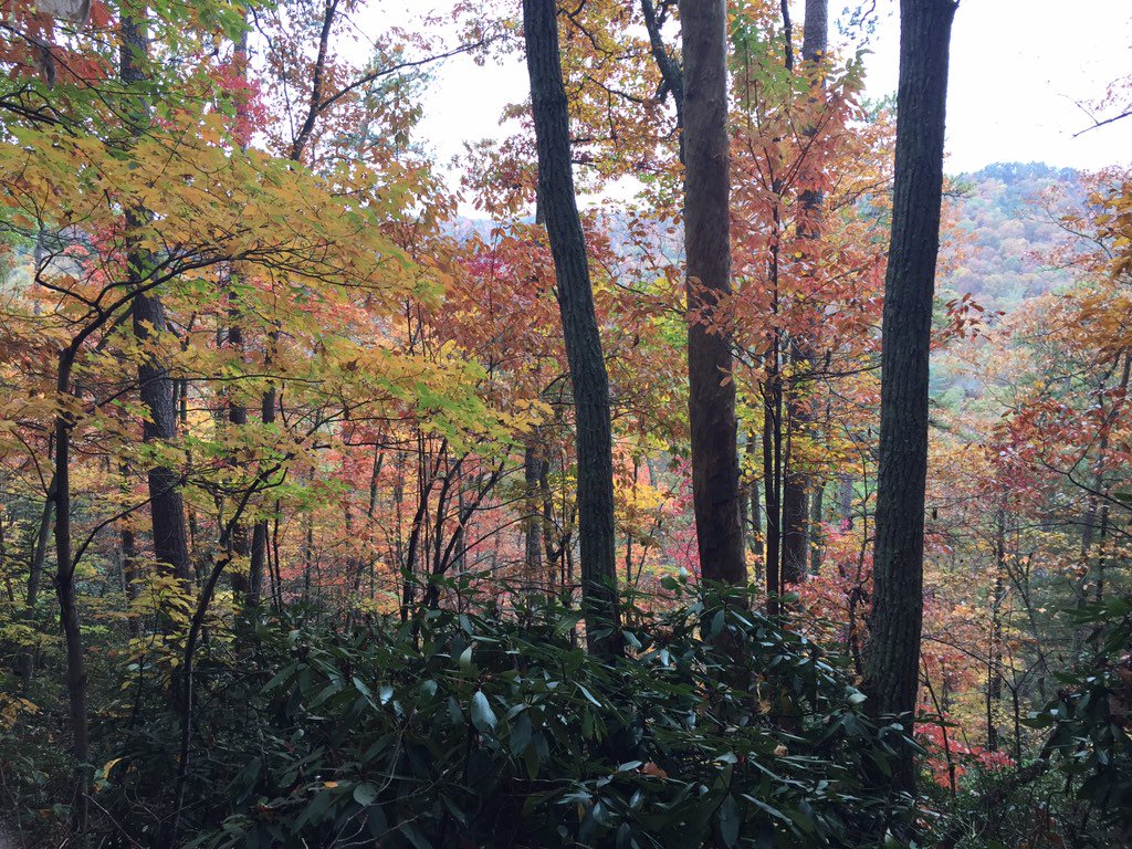 npennington73's tweet photo. Beautiful fall colors in Central Kentucky's Red River Gorge #fallinky https://t.co/lKceCThSEx