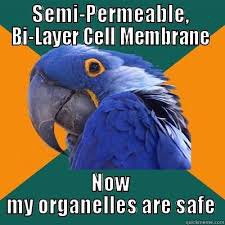 CELLeb_membrane's tweet photo. #organellewars #vote4cellmembrane https://t.co/Dz243Ng6HI