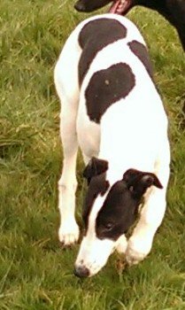 millypod1's tweet photo. #STOLEN YOUNG White /Black Greyhound Male PLEASE SHARE
#Twyford nr #Shaftesbury #Dorset #SP7 https://t.co/VoqTCJMm96 https://t.co/rXuzZaKsi2