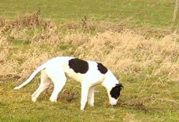 millypod1's tweet photo. #STOLEN YOUNG White /Black Greyhound Male PLEASE SHARE
#Twyford nr #Shaftesbury #Dorset #SP7 https://t.co/VoqTCJMm96 https://t.co/rXuzZaKsi2
