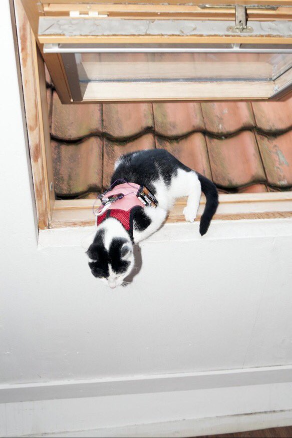 Melissa Mesku tweet media