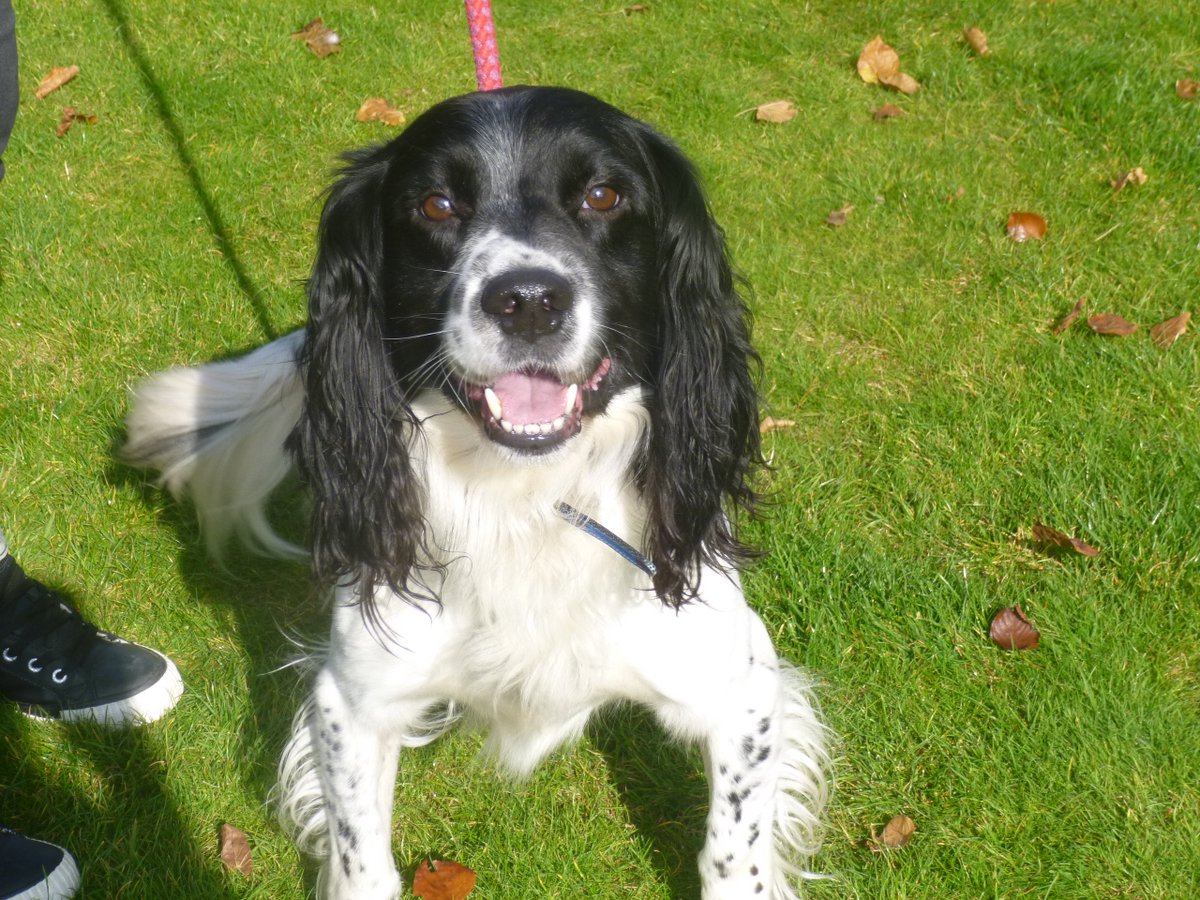 Guiness the #SpringerSpaniel is springy by name and by nature! bit.ly/1Mbx5DZ