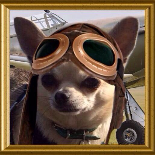 Dexterchi's tweet photo. Roger that LSO. #TheAviators Delta Charlie 69 down safely. Taxing to my stand 🐾 https://t.co/DXnFXBprPE