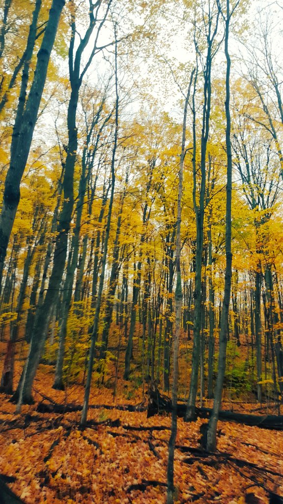 katbuilt's tweet photo. Autumning like whoa with this majestic human and #DesignerAdventureClub πππβ https://t.co/lEE3ZhrbuF