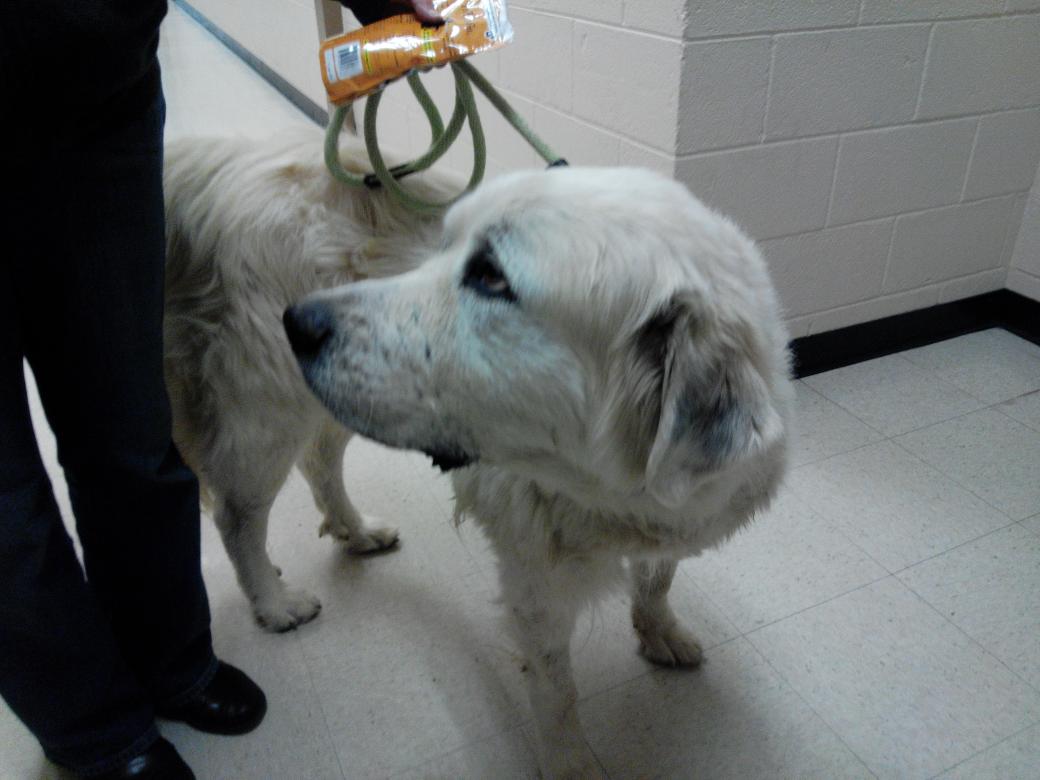 AnicaPadilla's tweet photo. 'Rocky' needs a forever home after his previous owners slit his throat!
He is soooooo sweet! 
@DmkRehoming https://t.co/fNQPpGGDaY