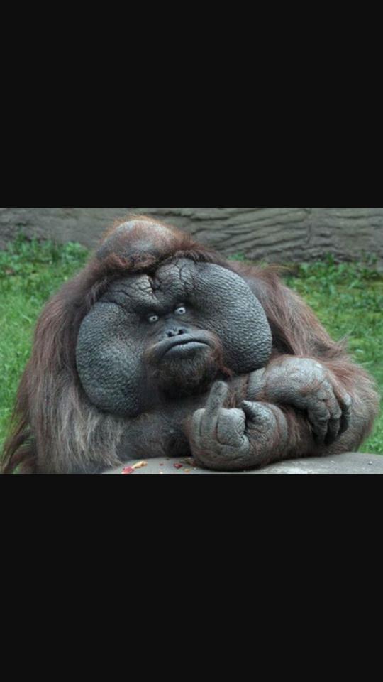 bigassallen's tweet photo. How bae be when i bully her @i_am_a_chode https://t.co/ONWX8nxRWz