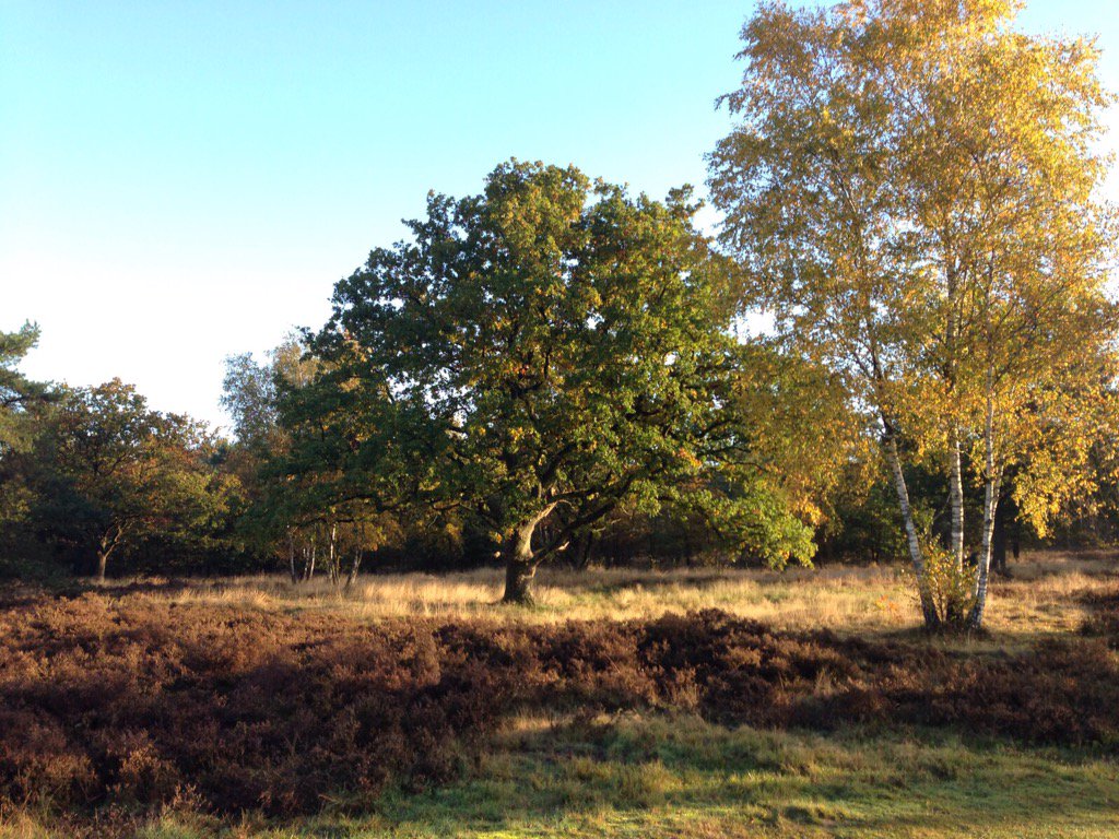 Vanmorgen nog #bewolking en #mist in bos maar al snel liet de zon zich zien #wintertijd #zonopzononder #bomen