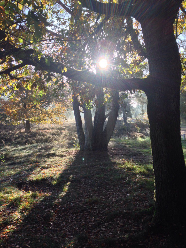 zonopzononder's tweet photo. Vanmorgen nog #bewolking en #mist in bos maar al snel liet de zon zich zien #wintertijd #zonopzononder #bomen https://t.co/W4Fp6XNbPF