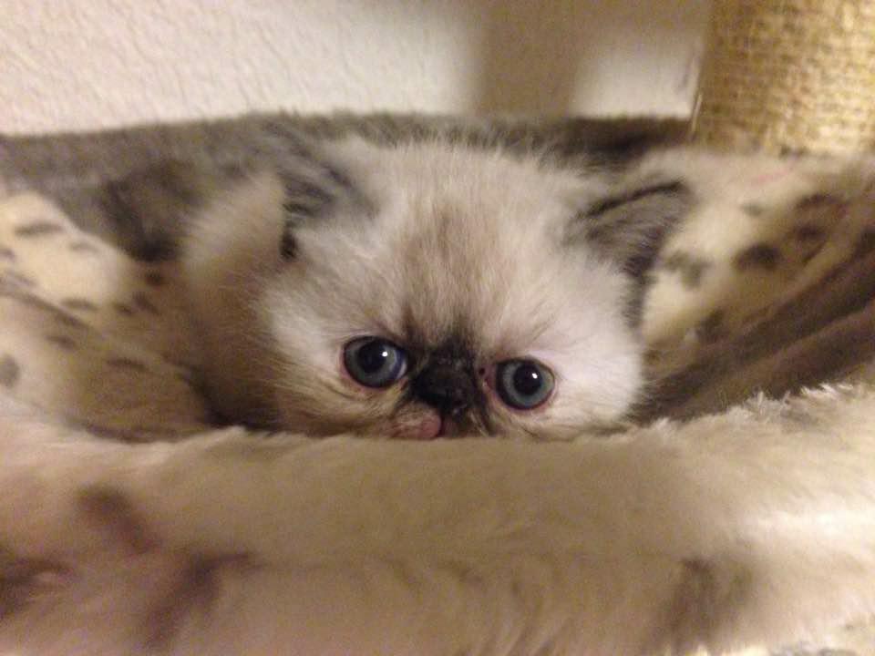 solox99's tweet image. Hör ni familjen Parnevik, är det inte dags med ett litet husdjur som pratar svenska ;-) #Parneviks