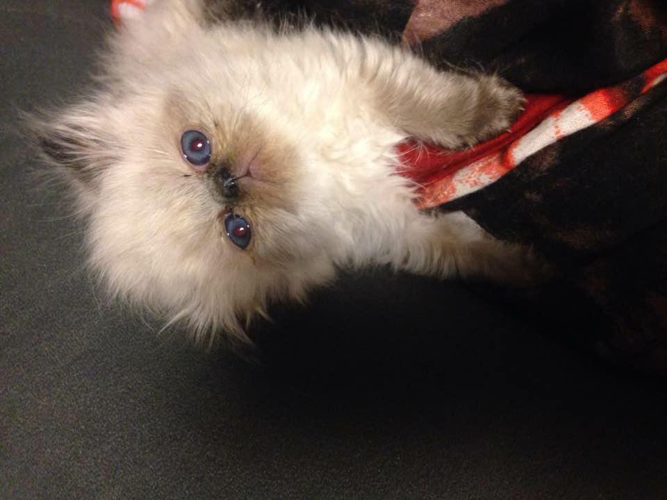 solox99's tweet image. Hör ni familjen Parnevik, är det inte dags med ett litet husdjur som pratar svenska ;-) #Parneviks