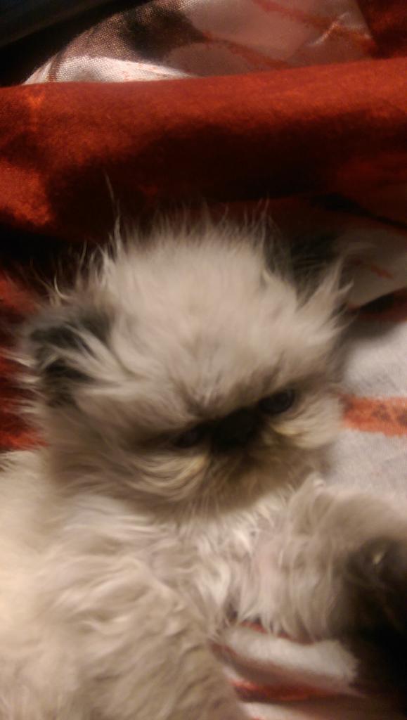 solox99's tweet image. Hör ni familjen Parnevik, är det inte dags med ett litet husdjur som pratar svenska ;-) #Parneviks