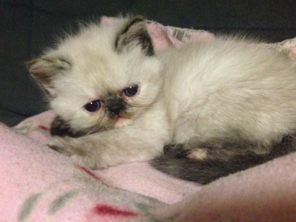 solox99's tweet image. Hör ni familjen Parnevik, är det inte dags med ett litet husdjur som pratar svenska ;-) #Parneviks