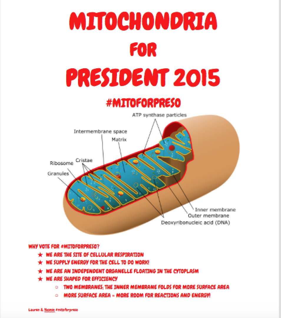 gfa_mito's tweet photo. The greatest organelle... EVER! #MITOFORPRESO #GFACELLWARS VOTE MITO!!!!! bREAKING down nutrients 4 #EN3RGY https://t.co/AWvec2uBny