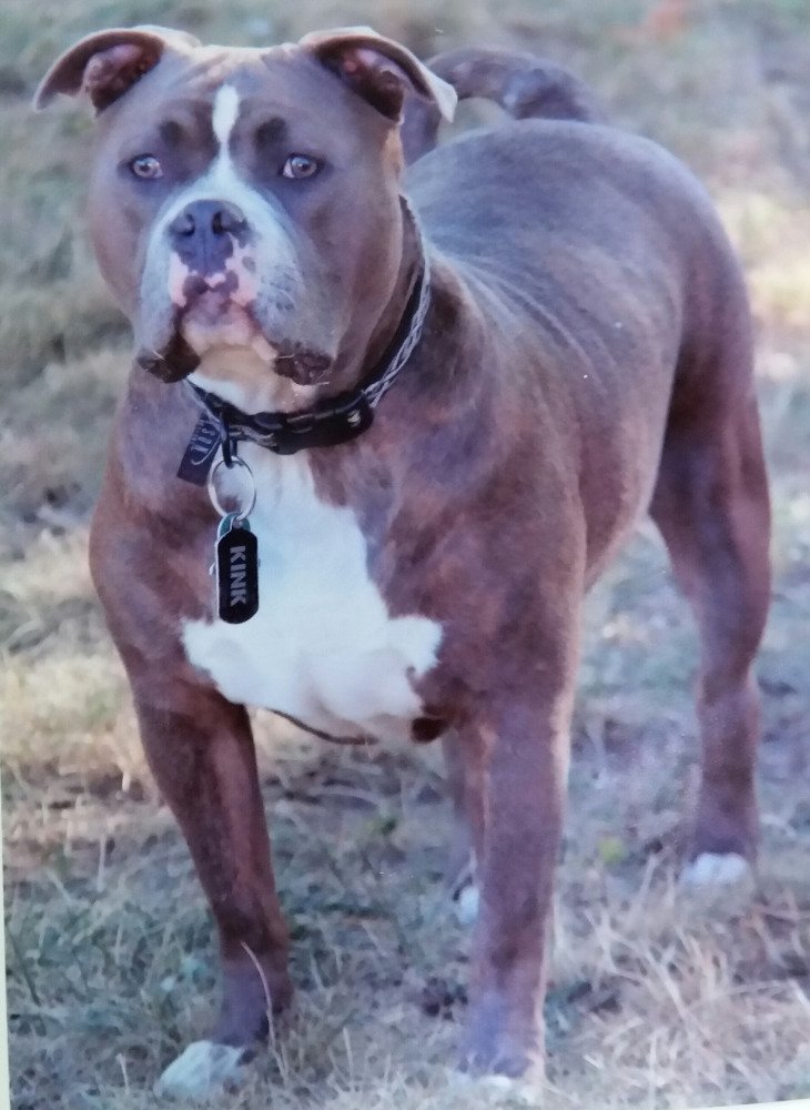 MrPuppyToYou's tweet photo. Look at me, I'm a year old... so call me #dog not #pup. https://t.co/b77NGj40Ot