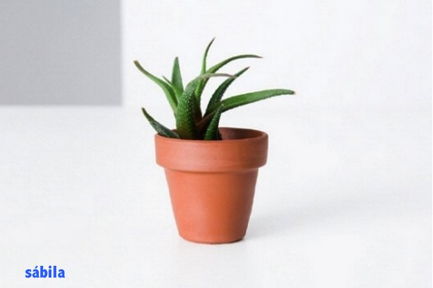 ZircaBR's tweet photo. ¿Quieres tener #plantas en tu #departamento pero no sabes cuáles son las ideales? Aquí nuestro #ZircaTip https://t.co/Lp1slHXcx4