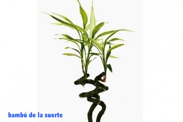 ZircaBR's tweet photo. ¿Quieres tener #plantas en tu #departamento pero no sabes cuáles son las ideales? Aquí nuestro #ZircaTip https://t.co/Lp1slHXcx4