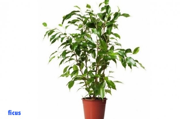 ZircaBR's tweet photo. ¿Quieres tener #plantas en tu #departamento pero no sabes cuáles son las ideales? Aquí nuestro #ZircaTip https://t.co/Lp1slHXcx4