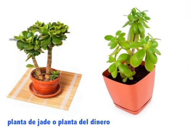 ZircaBR's tweet photo. ¿Quieres tener #plantas en tu #departamento pero no sabes cuáles son las ideales? Aquí nuestro #ZircaTip https://t.co/Lp1slHXcx4