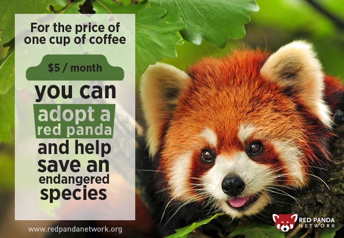 Panda Network on Twitter: "Adopt a red and help save dozens of species! https://t.co/PIEjGCbs9l #ecosystem #Nepal https://t.co/R2AC3o7OLw" / Twitter