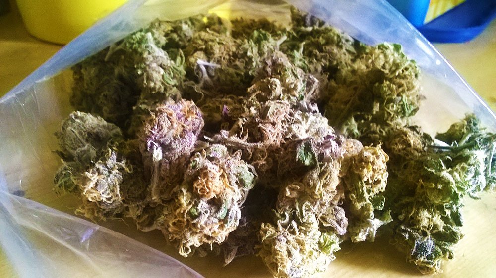 c21h30o2i's tweet photo. @growinggreen27 Got some more of this purp outdoor grown in the FLsun fresh #stillblazin #ridingdirty #purpledank https://t.co/BdWkYxrq7A