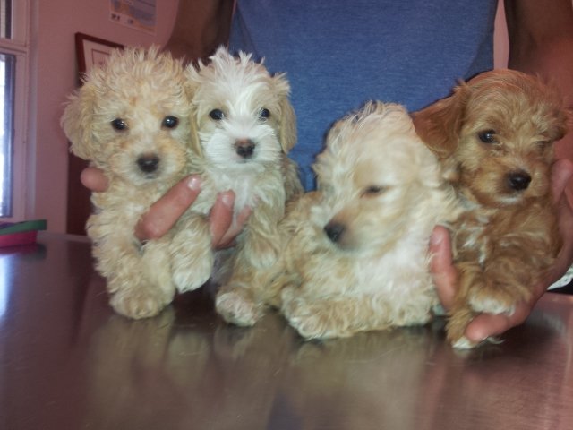 CamelbackVet's tweet photo. Puppie Puppies #Puppies! https://t.co/y0HREkkpB5