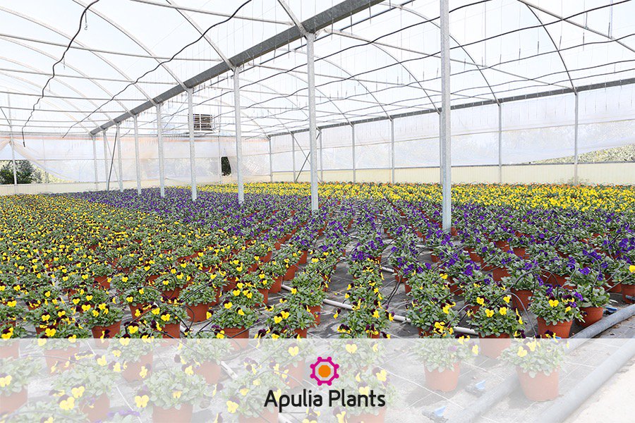ApuliaPlants's tweet photo. #ApuliaPlants colora il vostro #autunno con prodotti di alta #qualità.
https://t.co/pmW2fpiSc9
#floricoltura #Puglia https://t.co/hHtOVY1GfV