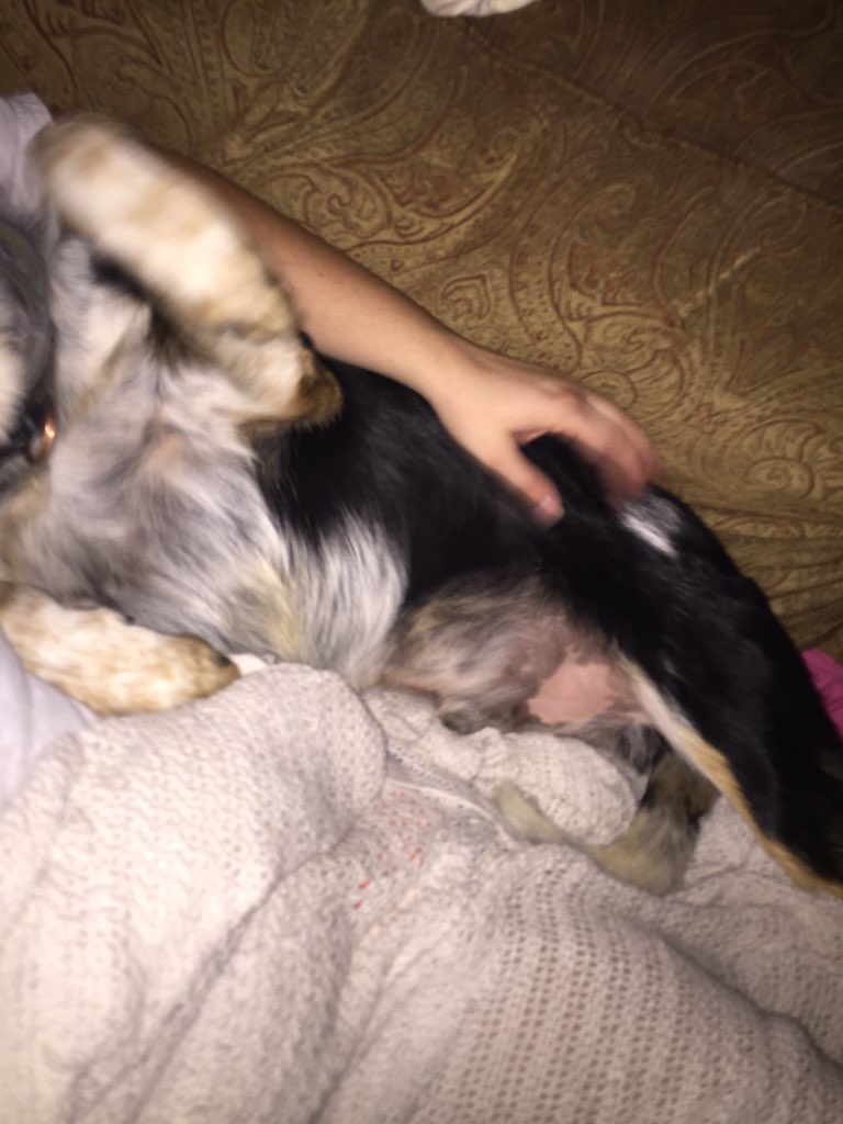 JordanSkinner89's tweet photo. My dog #Jax is literally so spoiled and is my big baby. I love him so much https://t.co/YrPIOZZZiR