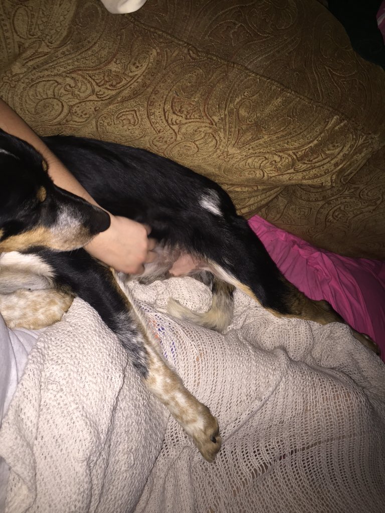 JordanSkinner89's tweet photo. My dog #Jax is literally so spoiled and is my big baby. I love him so much https://t.co/YrPIOZZZiR
