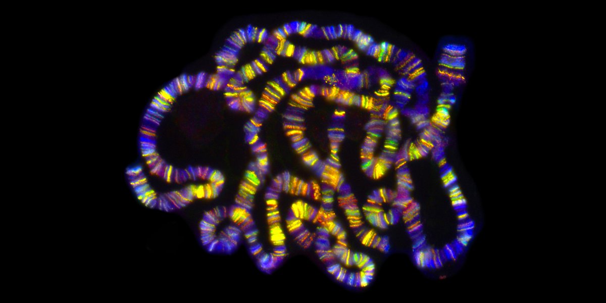 AllenCellInst (@allencellinst) on Twitter photo New research uncovers the two step regulation of chromosome alignment. bit.ly/1LVlIy0 New research uncovers the two step regulation of chromosome alignment. bit.ly/1LVlIy0