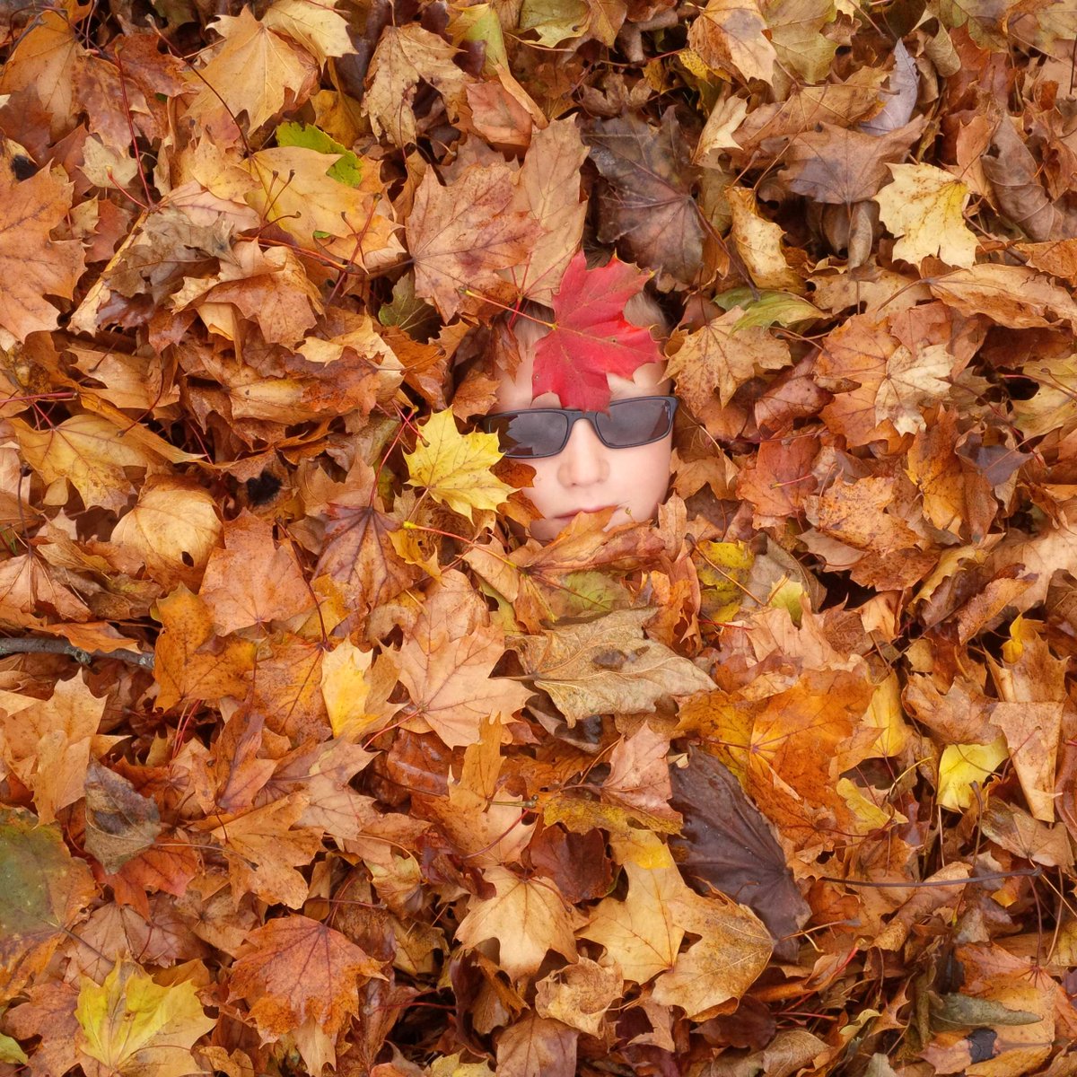 What else would you do with a pile of leaves?