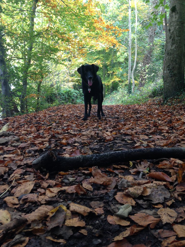 JenHen99's tweet photo. @bbcnewsline My favourite part of Coleraine at this time of year #MountsandelWood #autum2015 @bbcweather https://t.co/AWr85wDgWP