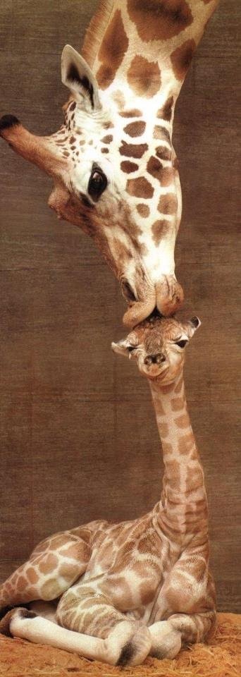 sharecute_com's tweet photo. #Awesome #Animals https://t.co/cvzVlgX0Z0 https://t.co/MZB3Sh6y0s