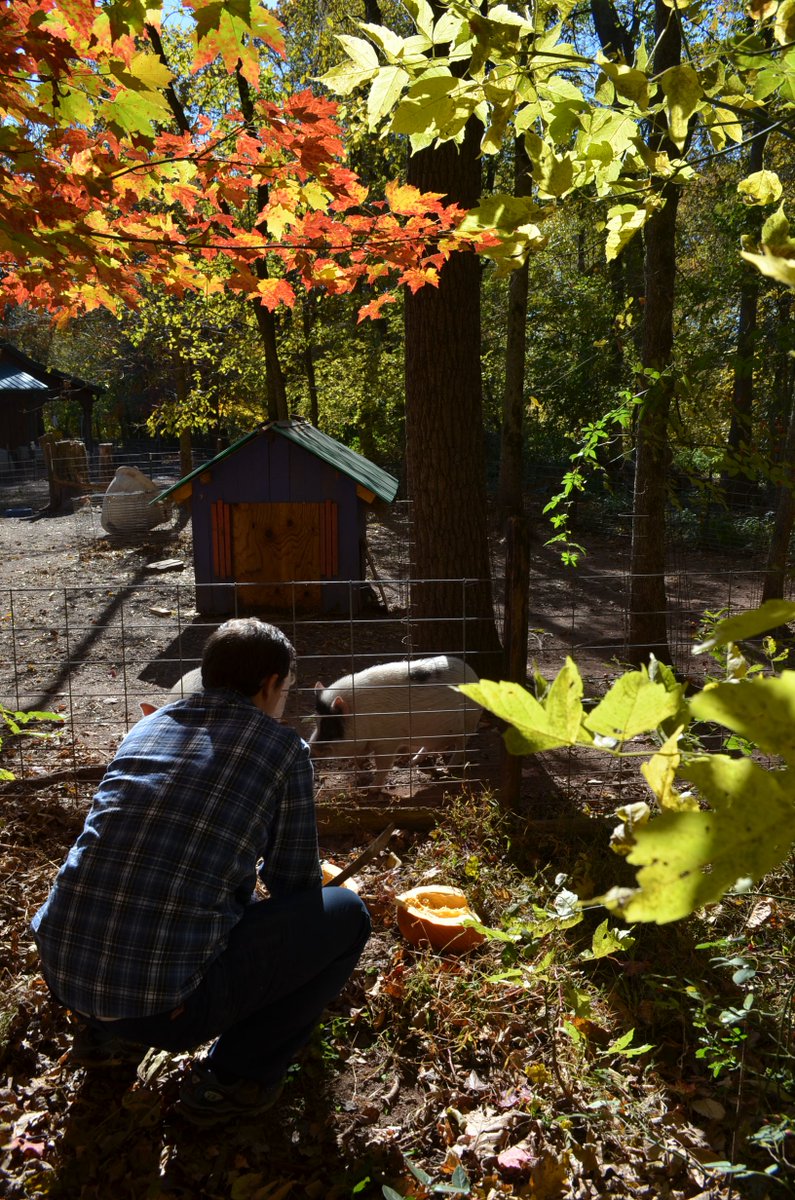 RossMillFarm's tweet photo. Leaves changing colors, pigs eating pumpkins... it must be Autumn!  #happypigs #love #pigs #farmlife #farm #piggies https://t.co/AJn51YcUUo