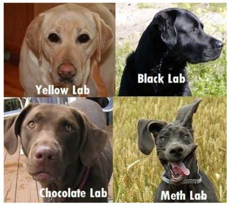 StealthyStoat's tweet photo. #WorstImpulseBuy The wrong kind of Labrador Retriever https://t.co/s8p0quqymI